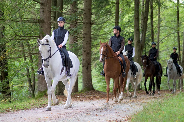 People riding horses on dirt road in forest